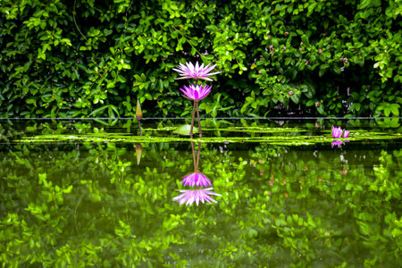 Side profile view of purple water lily flowers, in a calm pond. Showing an inverted reflected image in the water.の写真素材
