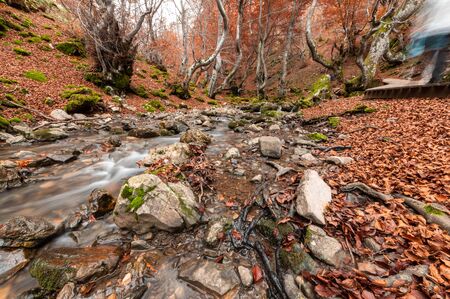 Photograph of the beech forest of Ciñera, Leon (Spain) known as Faedo, declared the best preserved forest in Spain in 2007. You can see the river that crosses the forestの写真素材