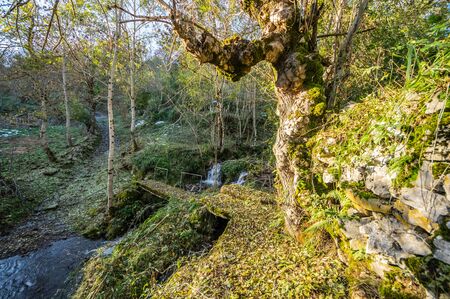 Photograph on mountain trail with a stream in the middle of the forest in Picos de Europa National Park, Spainの写真素材
