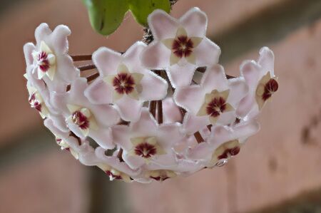 Hoya fleshy in full bloom with all its colors in full, especially the pink and red color of the flowerの写真素材