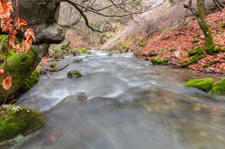 Photograph of the beech forest of Ciñera, Leon (Spain) known as Faedo, declared the best preserved forest in Spain in 2007. You can see the river that crosses the forest with a silk effectの写真素材