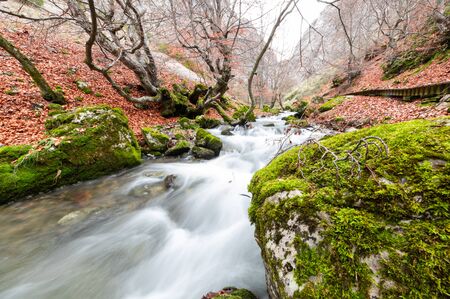 Photograph of the beech forest of Ciñera, Leon (Spain) known as Faedo, declared the best preserved forest in Spain in 2007. You can see the river that crosses the forest with a silk effectの写真素材