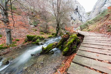 Photograph of the beech forest of Ciñera, Leon (Spain) known as Faedo, declared the best preserved forest in Spain in 2007. You can see the river that crosses the forest and and the wooden walkの写真素材