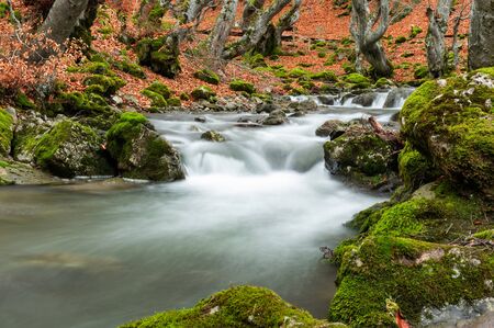 Photograph of the beech forest of Ciñera, Leon (Spain) known as Faedo, declared the best preserved forest in Spain in 2007. You can see the river that crosses the forestの写真素材