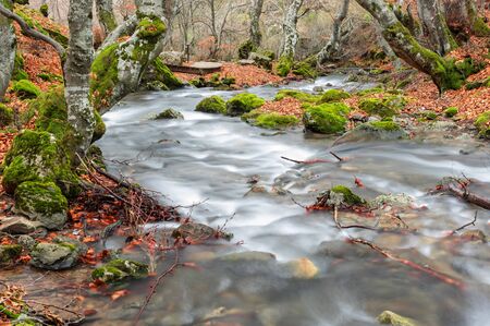 Photograph of the beech forest of Ciñera, Leon (Spain) known as Faedo, declared the best preserved forest in Spain in 2007. You can see the river that crosses the forestの写真素材