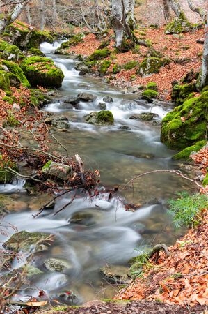 Vertical Photograph of the beech forest of Ciñera, Leon (Spain) known as Faedo, declared the best preserved forest in Spain in 2007. You can see the river that crosses the forestの写真素材