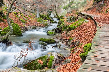 Photograph of the beech forest of Ciñera, Leon (Spain) known as Faedo, declared the best preserved forest in Spain in 2007. You can see the river that crosses the forest and and the wooden walkの写真素材