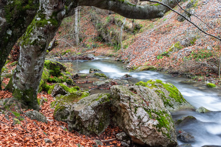 Photograph of the beech forest of Ciñera, Leon (Spain) known as Faedo, declared the best preserved forest in Spain in 2007. You can see the river that crosses the forest with a silk effectの写真素材