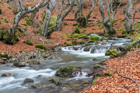 Photograph of the beech forest of Ciñera, Leon (Spain) known as Faedo, declared the best preserved forest in Spain in 2007. You can see the river that crosses the forestの写真素材