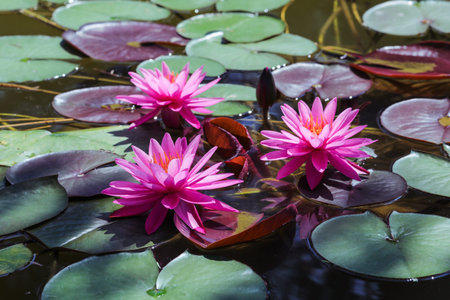 Lotus flowers with green leaves on the water close upの写真素材