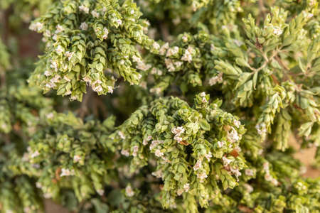 Dried oregano close up, a sprig of dry oregano, spice, aromatic herb. Organic foodの写真素材
