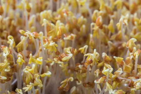 Watercress micro green sprouts, salad, healthy food concept. Selective focusの写真素材