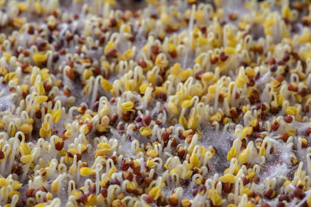 Broccoli sprouts, sprouted broccoli seeds, healthy food concept. Selective focusの写真素材