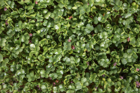 Broccoli sprouts, young broccoli sprouts, micro greens, view from above
