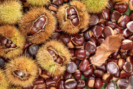 Ripe chestnuts close up. Sweet raw chestnuts. Husked chestnuts and chestnuts with skin. Organic food. Food background. Healthy eating. Healthy lifestyle. Protein source. View from aboveの写真素材