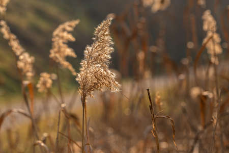 Golden autumn concept. Dry plants in the field. Dry grass. Autumn background. Sun light. High quality photoの写真素材