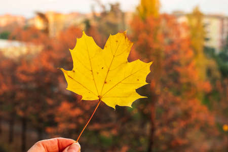 Golden maple leaf in hand against the background of autumn trees. Close-up. Golden autumn concept. Autumn backgroundの写真素材
