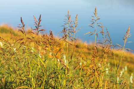 Golden autumn concept. Dry plants on the background of the lake. Sun lightの写真素材