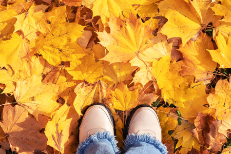 Gold autumn. Fallen golden foliage underfootの写真素材