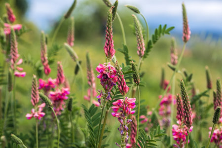 Perennial lupine field with pink purple and blue flowers. Bunch of lupines summer flower background. Concept of diversity in natureの写真素材