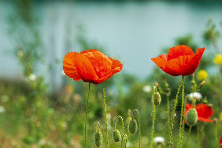 Red poppies close-up in green grass on the blue background of the lake. Wildflowersの写真素材