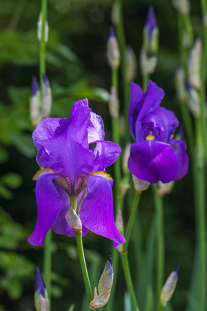 Iris flowers plant closeup, nature, gardening, springtime , summer, fuchsia