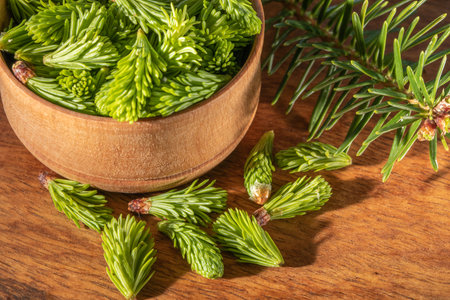 Young spruce shoots on a wooden background, spruce sprouts, natural remedy, alternative medicineの写真素材
