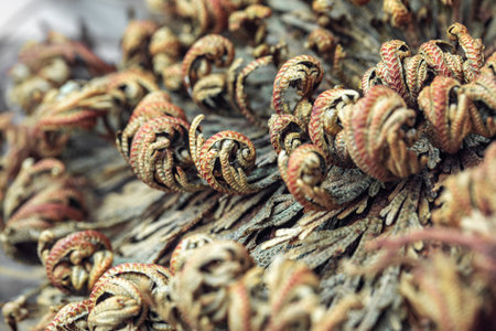Rose of Jericho plants close up, Selaginella lepidophylla , resurrection plant, macro, details. View from aboveの写真素材