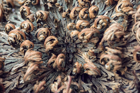 Rose of Jericho plants close up, Selaginella lepidophylla , resurrection plant, macro, details. View from aboveの写真素材