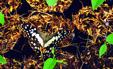 Butterfly Microのeditorial素材