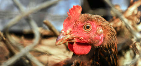 chicken headのeditorial素材