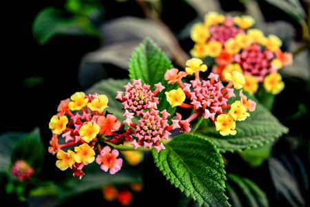 macro flowerのeditorial素材