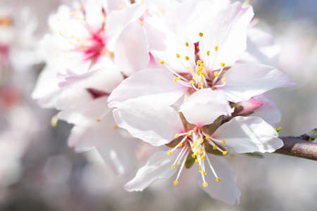 Cherry blossom close up view with bokeh.の写真素材