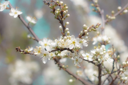 Almond blossom in portrait with bokeh.
