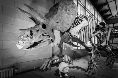Brussels, Belgium; January 23th 2020: Triceratops fossil in Museum of natural sciences of Belgiumのeditorial素材