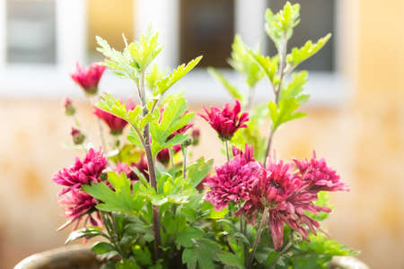 Pink daisies plant in garden pot.の写真素材