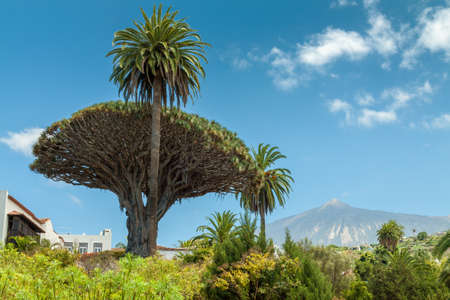 Drago of Icod with Teide volcano background.の写真素材