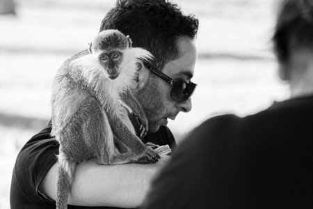 Istanbul, Turkey; May 25th 2013: Monkey on a man's arm.