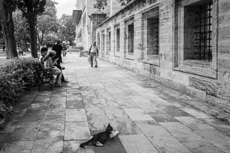 Istanbul, Turkey; May 27th 2013: Cat lying on the sidewalk.のeditorial素材