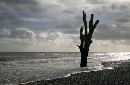 tree in oceanの写真素材