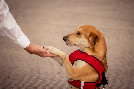 puppy greetingの写真素材