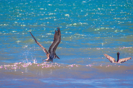 bird in the seaの写真素材
