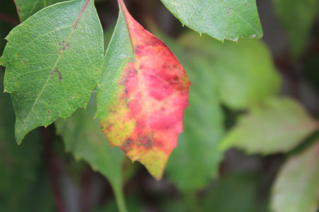 Green leaves and a red leaf