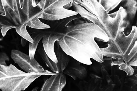 leaves in black and whiteの写真素材