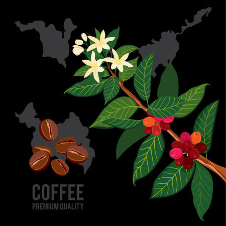 Coffee branch on the background of the map. Plant with leaf, flowers, berry, fruit, seed. Ripe coffee.のイラスト素材