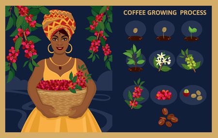 African woman with a basket of harvests Arabica coffee berries. Plant seed germination stages. Process of planting and growing a coffee tree. Coffee tree cultivation in stages. Vector illustration.のイラスト素材