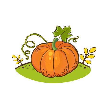 Orange pumpkin with green leaves and curly stems, vector illustration on a cartoon style. Autumn Halloween or Thanksgiving pumpkin, vegetable graphic icon or print, isolated.のイラスト素材