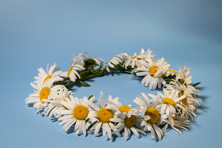 Wreath of daisies on a blue background. White flowers.