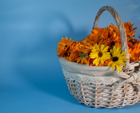 Basket with calendula flowers on a blue background. Copy space.の写真素材