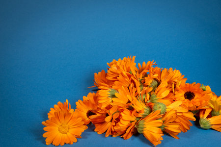 Bouquet of calendula flowers on a blue background.の写真素材